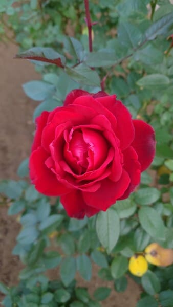 【画像】ワイ発達障害、植物園へ行く