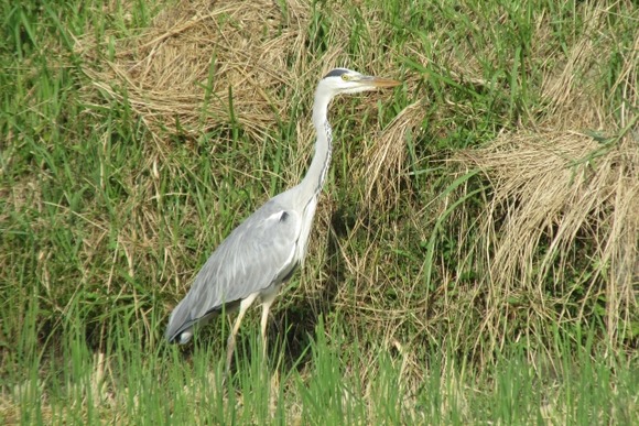 【埼玉】アオサギを捕獲し食べたベトナム人２人を逮捕