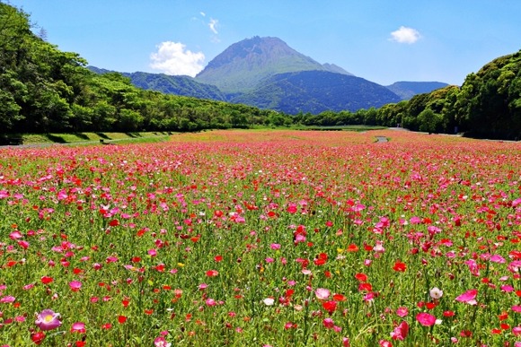 花畑を営む者だがお前らどんな花咲いてたら金払ってでも入る？