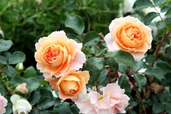 【おんｊガーデニング部】バラの一番花も終わり二番花が咲き始めてる