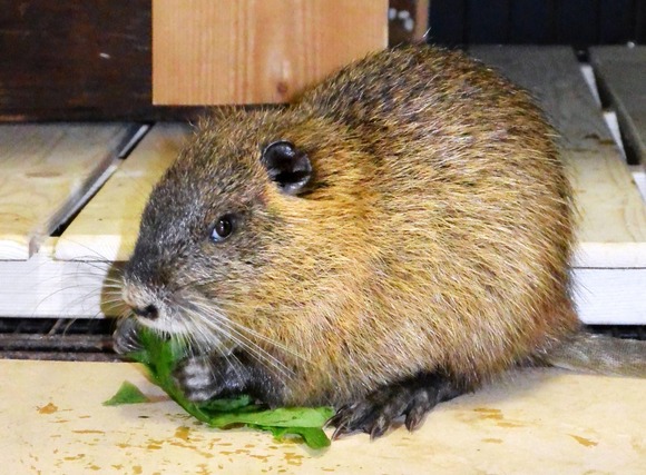 ヌートリアを食べて減らす　鶏肉に近いとの声