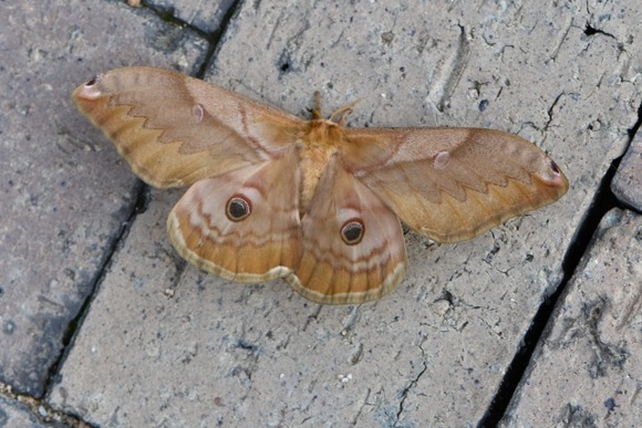 【札幌】10cm以上の巨大蛾が大量発生…観光客の発狂相次ぐ