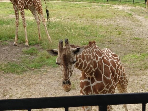 【画像】どうも皆さんこんにちは。動物園１人で徘徊おじさんです????