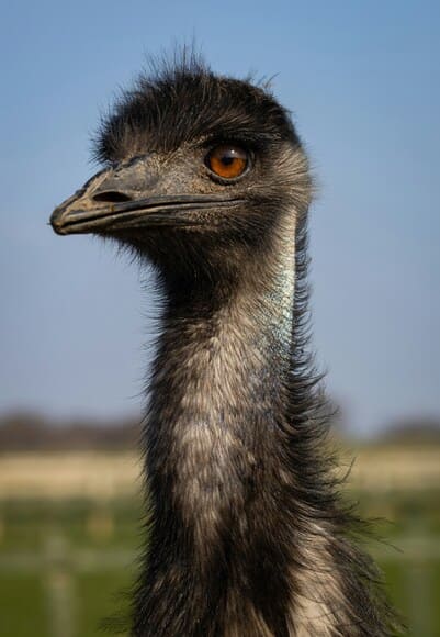 【動画】鳥、ガキ共を恐怖の底に叩き落とす