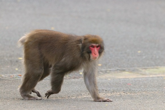 【徳島】体長５０センチの猿、ランニング中の男性に抱きつく…振り払っても５００メートル追尾