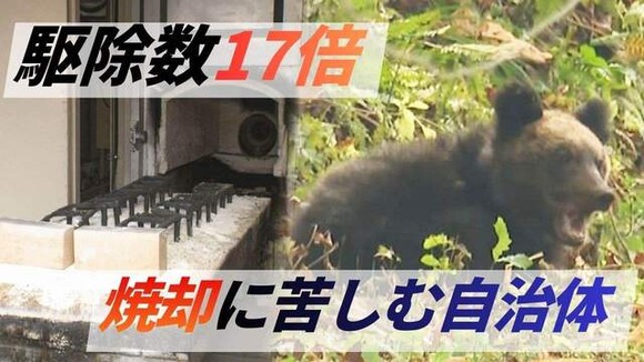 【ヒグマ】焼却施設が限界　駆除数17倍で処理に追われる自治体　1頭焼却に灯油100リットル　作業追いつかずに腐敗進み埋めるケースも