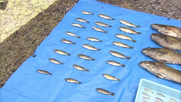 【外来種】「池の水全部抜く作戦」で大量のブルーギル等駆除された池…2年経ったらバスだらけ