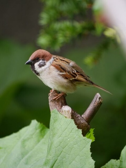 スズメの可愛いところ！本当は人間と遊びたがってる（けど怖い）