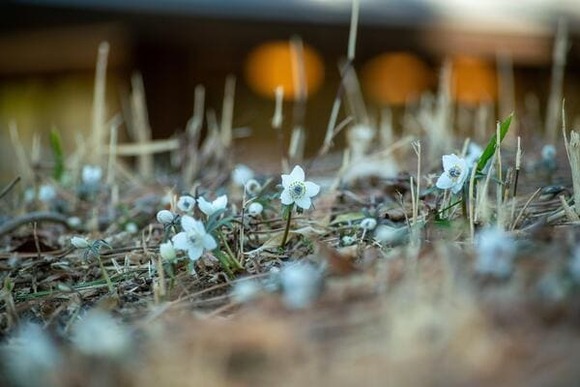 【画像】いい天気だから公園に春を見つけに行った