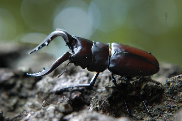 ノコギリクワガタ