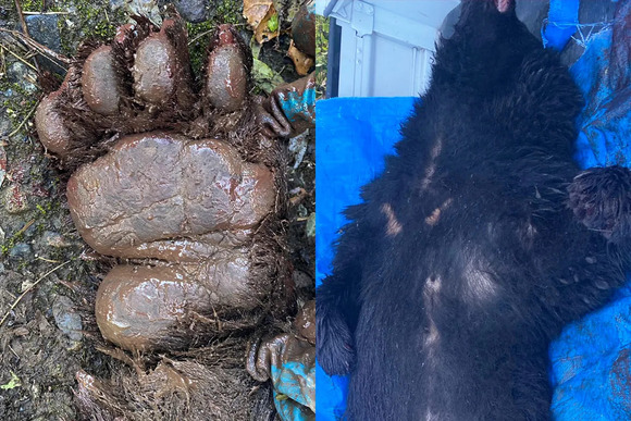 猟友会にも寄せられるクレーム　罠にかかった凶暴なクマの映像に「歯や爪が悪くなってかわいそう」