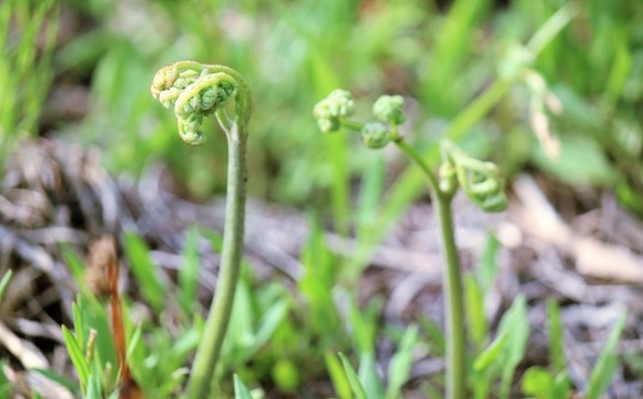 【悲報】ド田舎の町、イベントで山菜取るだけで暴利をむさぼる