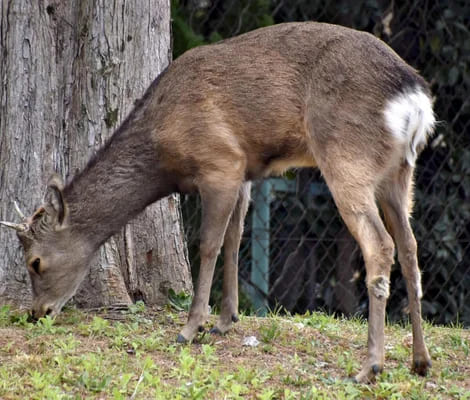 大阪市都島区の公園にシカ１頭現れる、園内を移動したり茂みに隠れたり…１０日前から府内で目撃相次ぐ