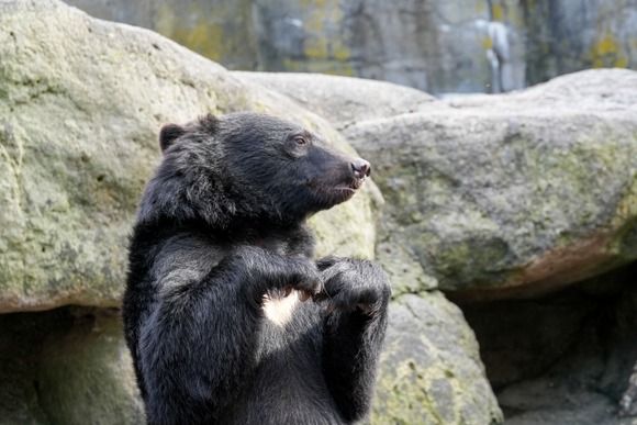 実は北海道のヒグマより本州のツキノワグマの方が被害が遥かに凄い件