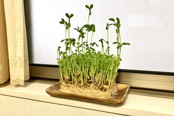 【画像】豆苗、結構伸びる