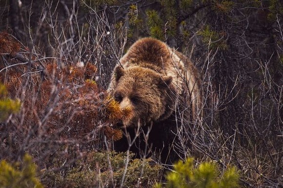 【画像】今からヒグマ食べるｗｗｗｗｗｗｗｗｗｗｗｗｗ