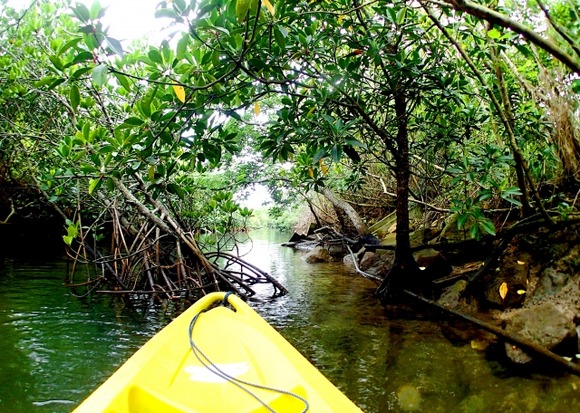 【沖縄】西表島でカヌーをした男性4人が「レプトスピラ症」に感染