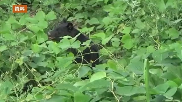 【福島県磐梯町】高速道路にクマ！車が次々と乗り上げる