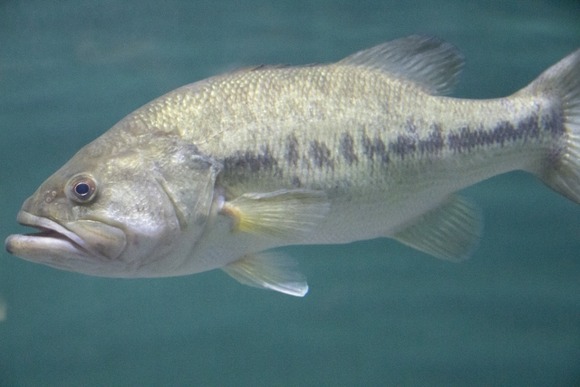 外来種ってなにも悪いことしてなくないか？