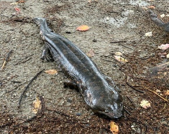 「園で発見は聞いたことない」京都府立植物園でオオサンショウウオ見つかる