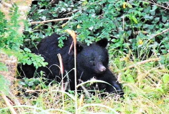 母クマサン、子供2人が檻に捕まりオロオロしていたら人間に殺される