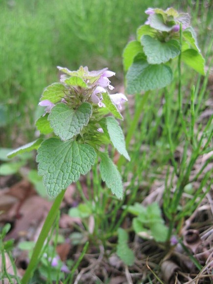 ヒメオドリコソウ