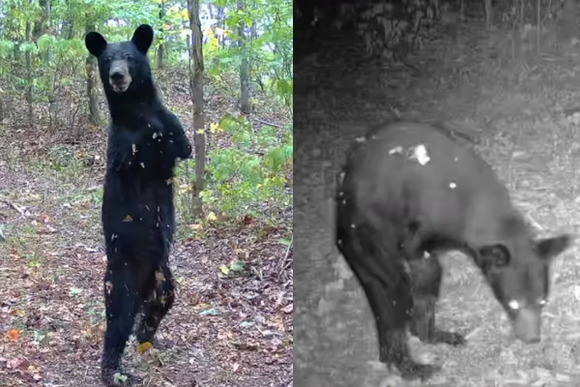 【動画】両腕のないクマが二足歩行で暮らす姿が山中のカメラに映った