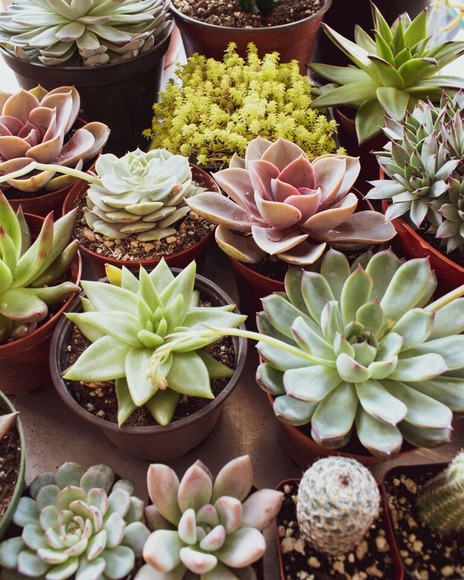 【朗報】植物、育ててみるとめちゃくちゃいい