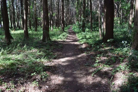 山に作った作業道にジムニーが勝手に侵入するから制裁下したった