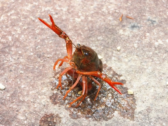 【急募】ザリガニ買ったんやが食べ方わかるやつおる？