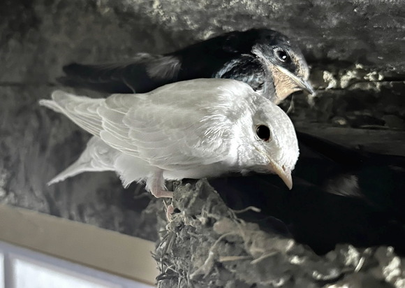 【画像】見るとあなたも幸運に?なるかもしれない「白いツバメ」がこちら