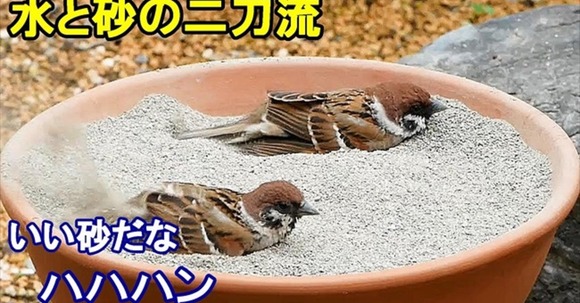 庭にスズメの砂浴び＆水浴び場を作ったら、野鳥が押し寄せる人気スポットに