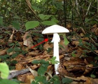 【北海道】自宅裏山でとれたキノコで味噌汁…高齢夫婦が嘔吐や下痢症状 1本でも死に至る猛毒ドクツルタケか