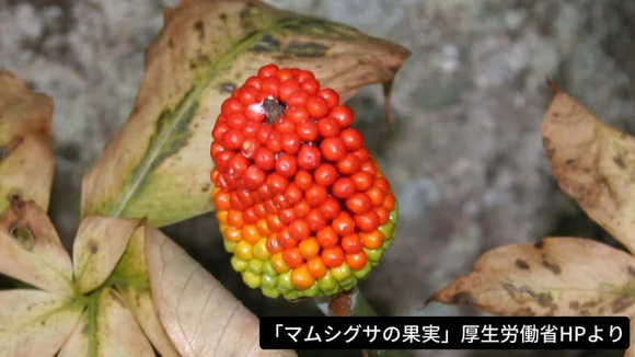 【福岡】有毒「マムシグサ」の果実を食べた？１０代の男性が唇がはれて入院