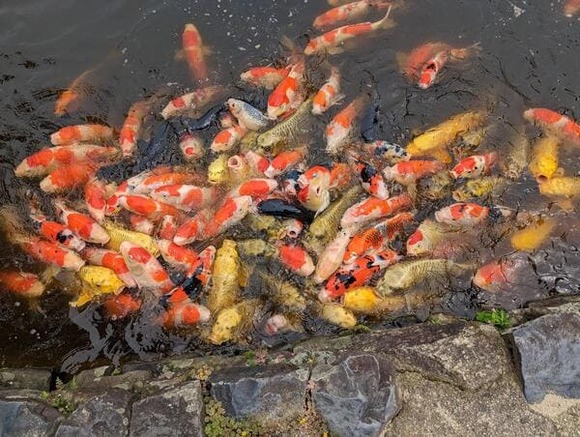 631