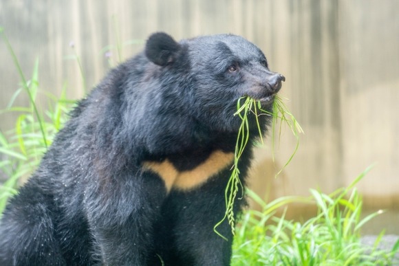 【島根】帰宅して玄関から入ろうとしたら、家の中から１ｍのクマが・・・