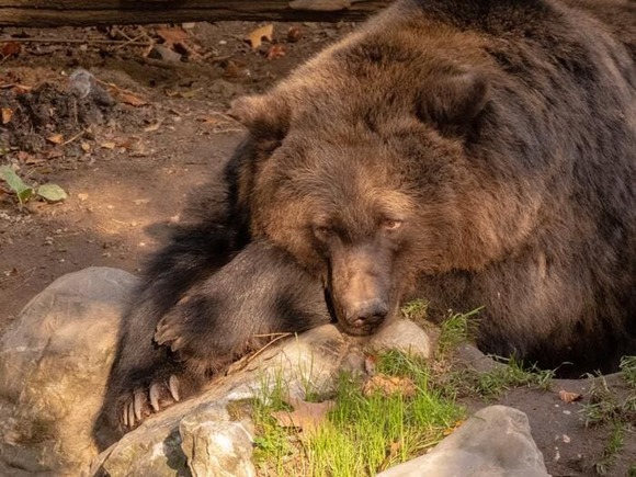 bear