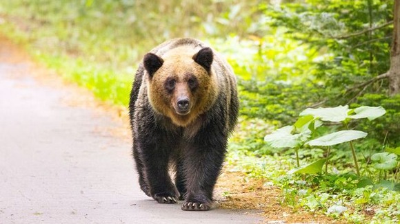 墓を掘り起こし埋葬された死体をむさぼる…ヒグマが人肉に執着する｢人喰い熊｣に変身した本当のキッカケ