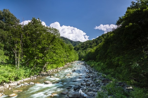 【画像】ワイ、渓流釣りでついにヤマメを釣ってしまう