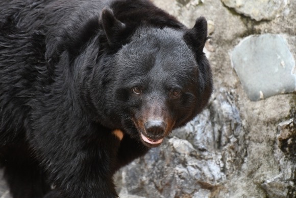埼玉でもクマ被害！自宅で花摘みしていた女性が襲われ重傷…現場は市街地から15キロの山あいの集落