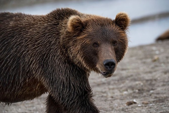 なぜ伝説の動物写真家はヒグマに命を奪われたのか…星野道夫さんの悲劇を呼んだ｢餌付けされたクマ｣