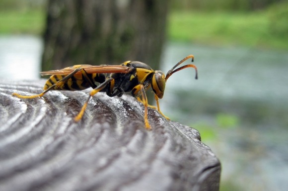 【岐阜】「飛騨位山トレイル」で42人がスズメバチに刺される…3人入院