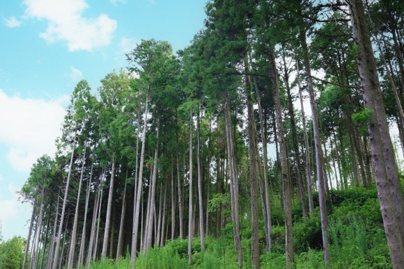 【悲報】日本さん、自国で杉の木を消費すればいいだけなのに一切やらない