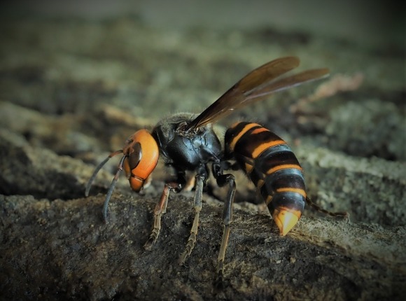 【動画】スズメバチ食べるマン、無事死亡