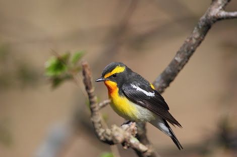木の枝に留る野鳥