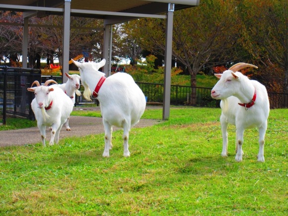 ヤギ・ヒツジ「草を食べて放牧地駆け回ってるだけで僕たち幸せです」←こいつら