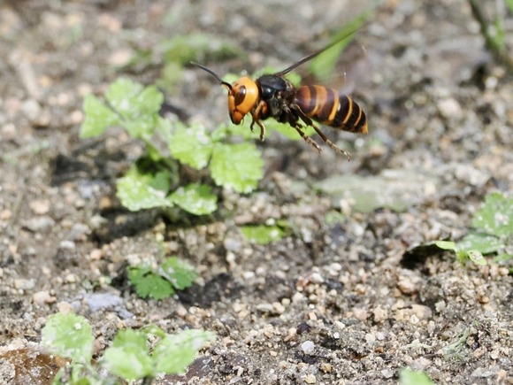 【動画】カマキリさん、スズメバチと戦う