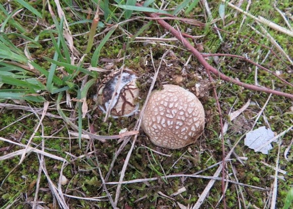 【兵庫】河川敷で毒キノコを食べた子ども2人が食中毒に・・・