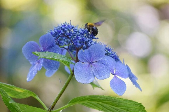 【画像】クマバチの安定の可愛さ