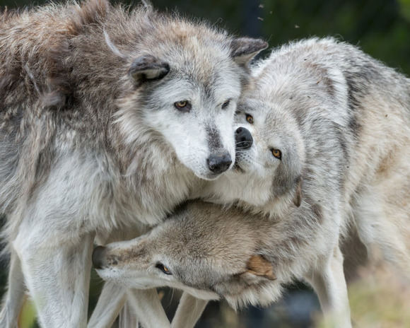 wolf (1)